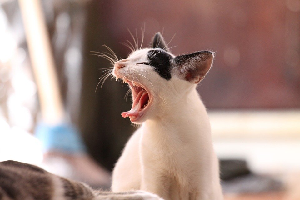 Do not leave pets unattended  Your pet needs your attention in the same way a child does. So when they’re running around the house, you’ll have to keep a keen eye out to make sure they don’t touch anything that may be harmful.