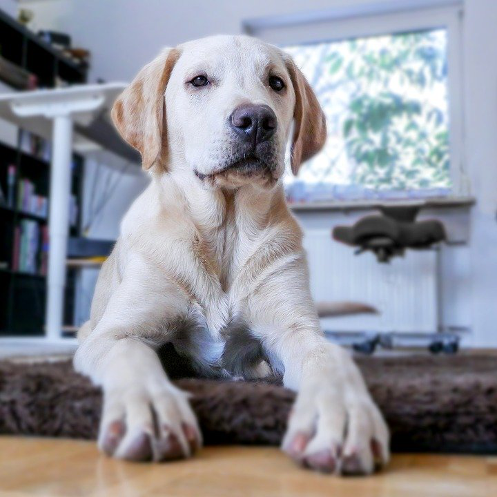 Keeping Your Pets Safe From Electrical Hazards At Home